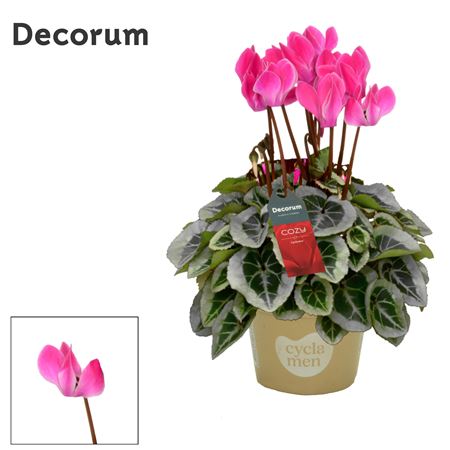 Cyclamen Super Picasso Flamed Mix Cozy (decorum)