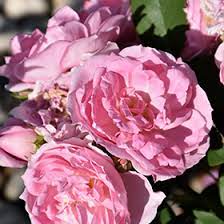 Роза парковая Прэйри Джой