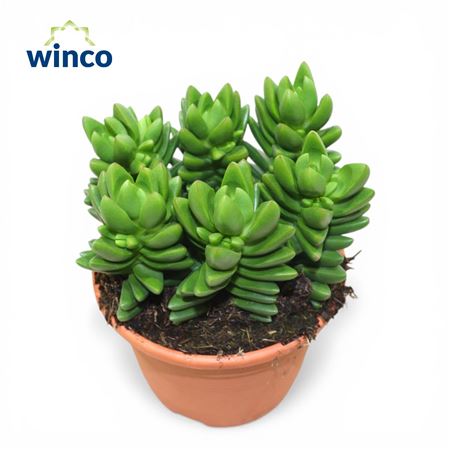 Crassula Ben (group)