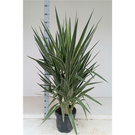 Yucca Puck 3pp