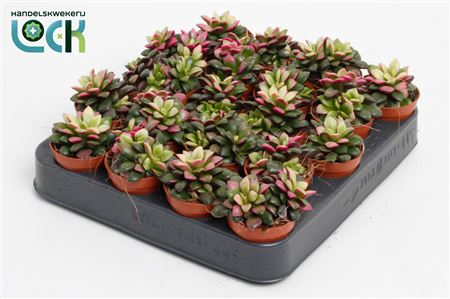 Аннекамсерос Триколор