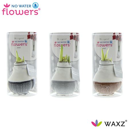 Hipp No Water Flowers Waxz(r) Dipz Natur