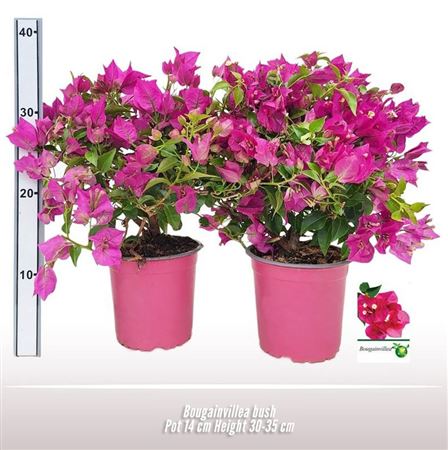 Bougainvillea Bush