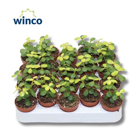 Crassula Afra Lemon