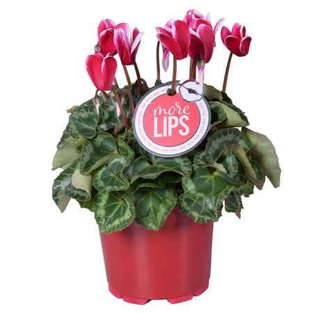 Cyclamen Fuji Wine Red (morelips)