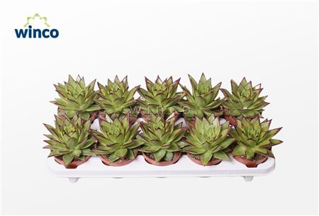 Echeveria Lipstick (dr)