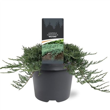 Juniperus Hor Wiltoni