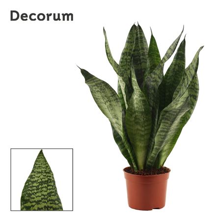 Sansevieria Super Green (dec)