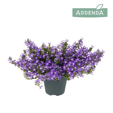 Campanula Adansa Purple