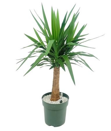 Yucca Palm On Stem