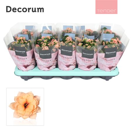 Kal Cal Serenity Apricot (decorum)