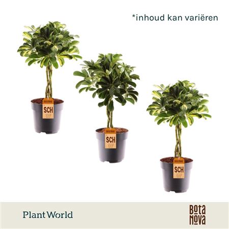 Schefflera Twisted Mix (gold Capella & Compacta)
