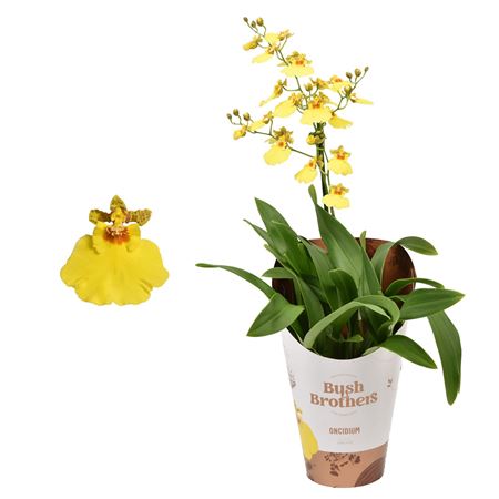 Oncidium 1st Budget