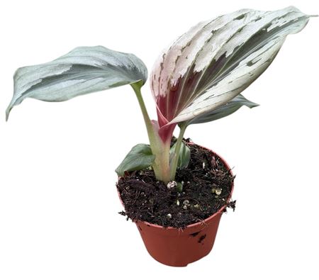 Kaempferia Aurantiflora Jungle Silver
