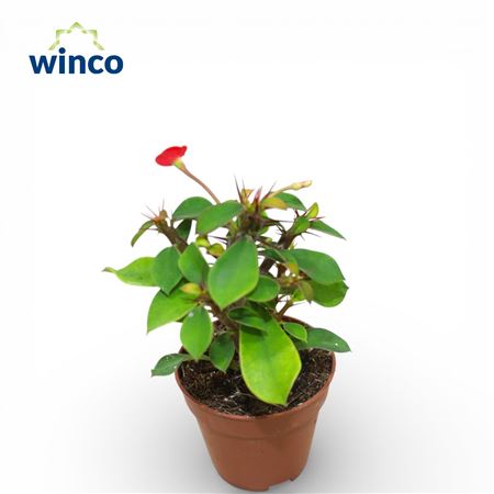 Euphorbia Milli Red Flower