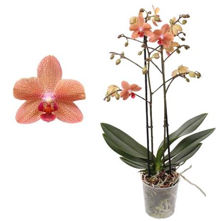 Phal Multi 2st Orange (pannekoek)