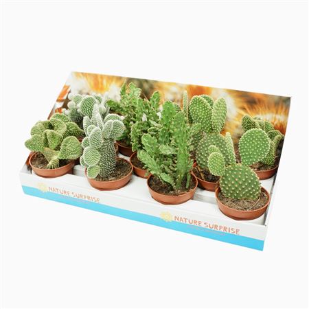 Opuntia Mix Showbox