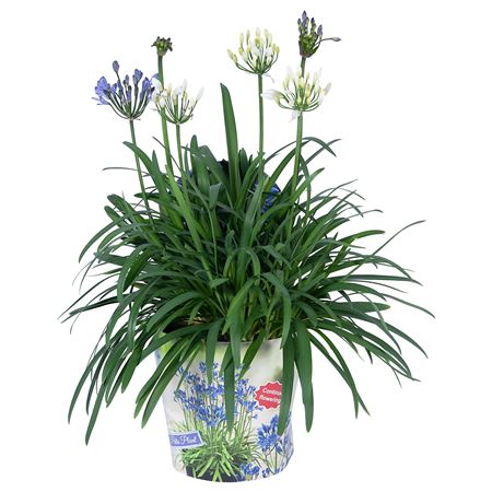 Agapanthus Summer Lovetm Duo