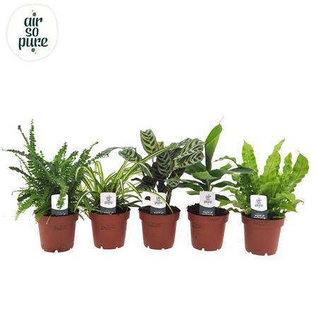 Plantmix Air So Pure Mix Vde