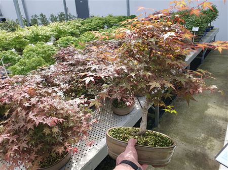 Bonsai Cer Palmatum Deshojo