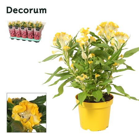 Celosia Hot Topic Yellow Sleeve (decorum)