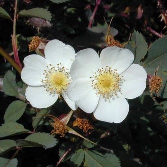 Роза парковая Луи Риэль