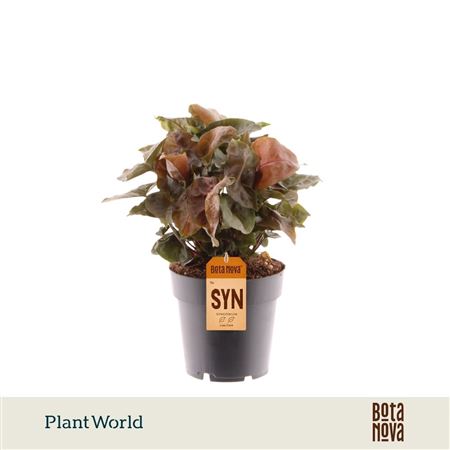 Syngonium Maria