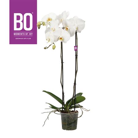Phal Grandi 2st White 13+