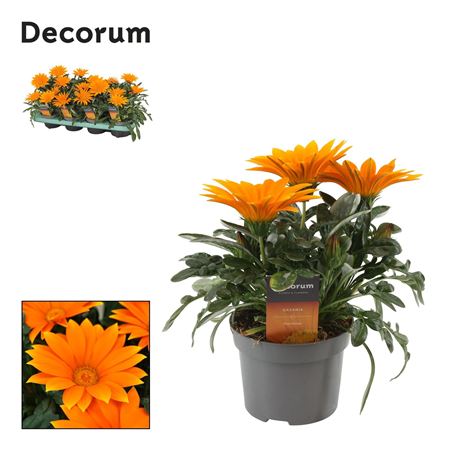 Gazania Giant Deep Orange (decorum)