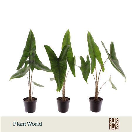 Alocasia Zebrina (decorum)