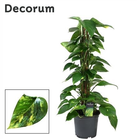 Epipremnum Mosspole (decorum)