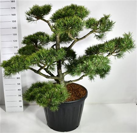 Pinus Nigra