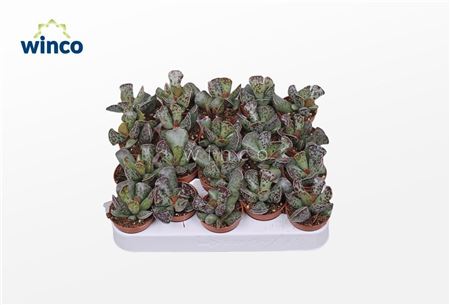 Adromischus Cooperii (tiger)