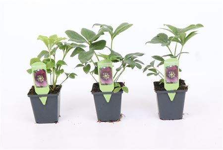 Helleborus Orientalis Purple