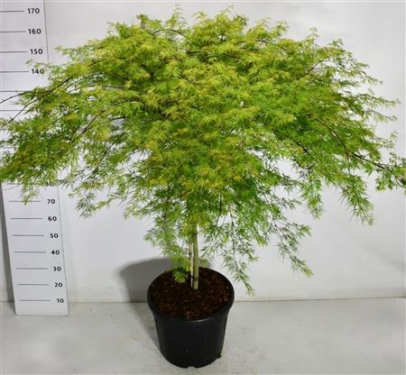Acer Palm Emerald Lace On Stem