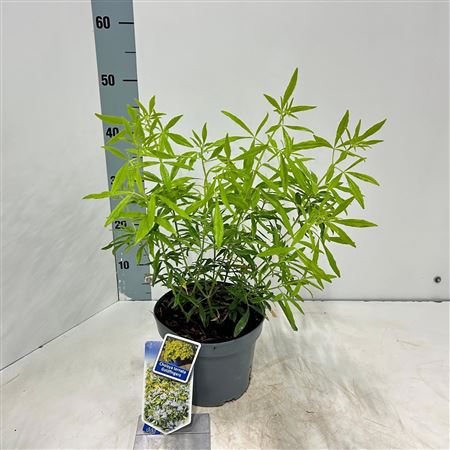 Choisya Ternata Goldfingers
