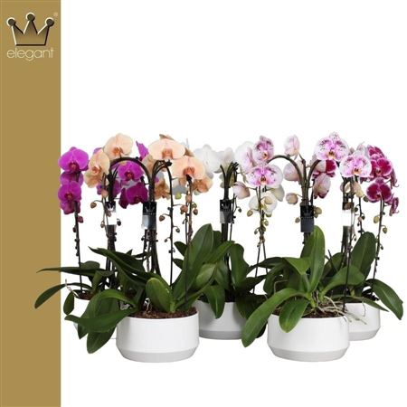 Phal Cascade 3st Crown Mix (bernhard)