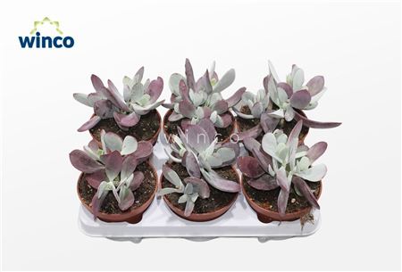 Cotyledon Ssp.(pink Leaf)