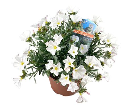 Convolvulus Cneorum