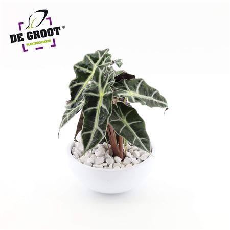 Arrangement Alocasia In Bowl