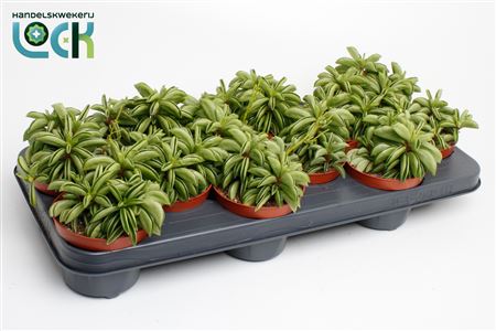 Peperomia Happy Bean