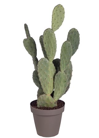 Opuntia Tomentosa