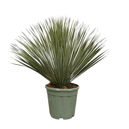 Yucca Rostrata Bush