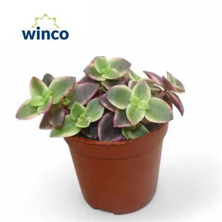 Crassula Marginalis