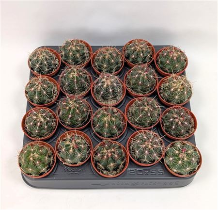 Thelocactus Bicolor 5,5 Cm