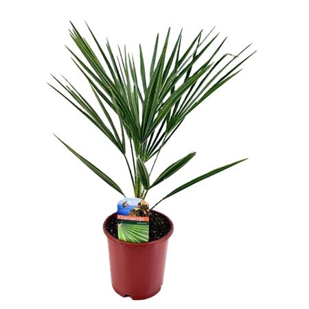 Chamaerops Humilis