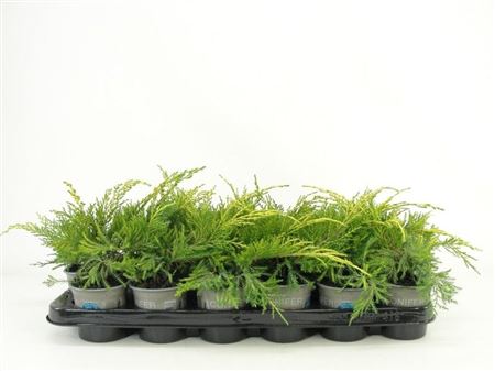 Juniperus Pfit King Of Spring
