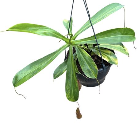 Nepenthes Alata Aurea