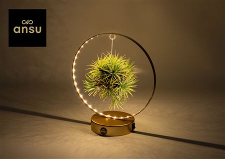 Tillandsia Christmas Edition - Gold
