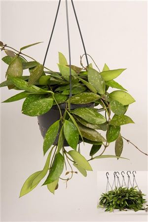 Hoya Carnosa Gracilis Hangpot